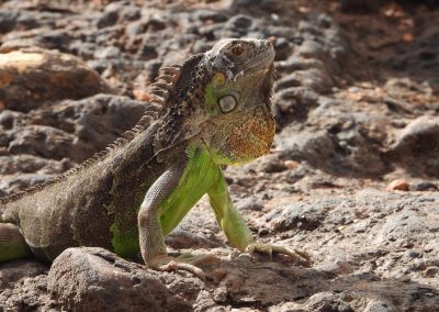 Iguane Jardin des Cactus Crocoprac Agadir